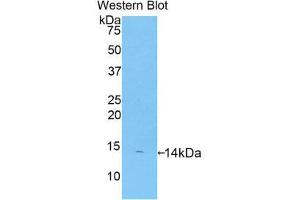 Western Blotting (WB) image for anti-Platelet Factor 4 (PF4) (AA 31-101) antibody (Biotin) (ABIN1172510) (PF4 antibody  (AA 31-101) (Biotin))