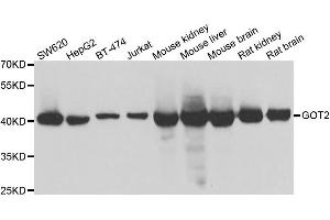 Western blot analysis of extracts of various cell lines, using GOT2 antibody. (GOT2 antibody)