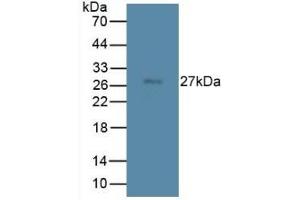 TMEM27 Antikörper  (AA 12-222)
