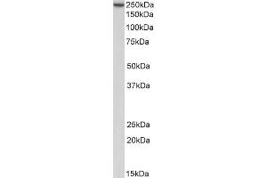 ABIN5539742 (0. (Myosin 9 antibody  (Internal Region))