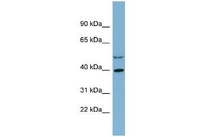 WB Suggested Anti-IDH3A  Antibody Titration: 0.