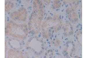Detection of BMP10 in Human Kidney Tissue using Monoclonal Antibody to Bone Morphogenetic Protein 10 (BMP10) (BMP10 antibody  (AA 315-424))