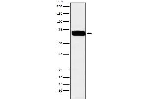 Western blot analysis of Poliovirus Receptor expression in U87-MG cell lysate. (Recombinant Poliovirus Receptor antibody)