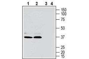 Western blot analysis of human MEG-01 megakaryoblastic leukemia cell line lysate (lanes 1 and 3) and human Jurkat T-cell leukemia cell line lysate (lanes 2 and 4): - 1, 2. (GPR171 antibody  (2nd Extracellular Loop))
