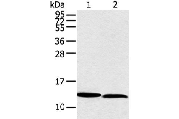NDUFB3 antibody