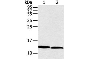Western blot analysis of PC3 and hela cell using NDUFB3 Polyclonal Antibody at dilution of 1:350