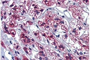 Human Adrenal (formalin-fixed, paraffin-embedded) stained with GTPBP10 antibody ABIN462237 followed by biotinylated goat anti-rabbit IgG secondary antibody ABIN481713, alkaline phosphatase-streptavidin and chromogen. (GTPBP10 antibody  (AA 254-303))