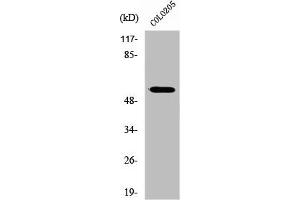 ZNF682 antibody  (N-Term)