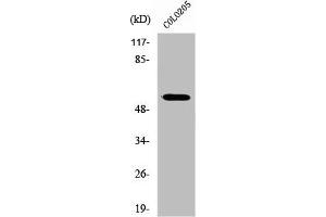 Western Blot analysis of HuvEc cells using ZNF682 Polyclonal Antibody (ZNF682 antibody  (N-Term))