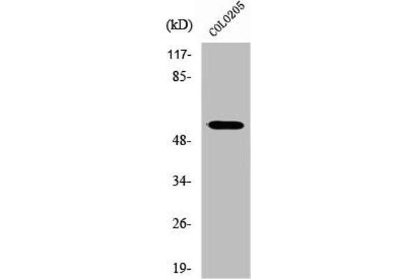 ZNF682 antibody  (N-Term)