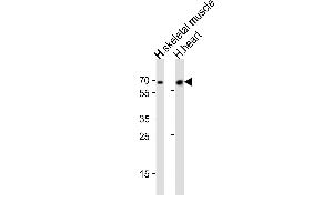 Western blot analysis of lysates from human skeletal muscle and human heart tissue (from left to right), using Cry2 Antibody (R579) at 1:1000 at each lane. (CRY2 antibody  (C-Term))