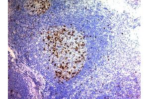 Formalin-fixed, paraffin-embedded human Tonsil stained with CD57 Monoclonal Antibody (NK/804).
