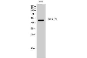 Western Blotting (WB) image for anti-G Protein-Coupled Receptor 173 (GPR173) (Internal Region) antibody (ABIN3184878) (GPR173 antibody  (Internal Region))