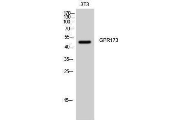 GPR173 anticorps  (Internal Region)