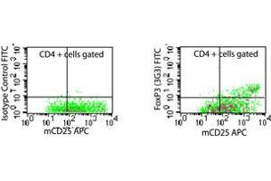 Image no. 1 for anti-Forkhead Box P3 (FOXP3) (AA 2-136), (N-Term) antibody (FITC) (ABIN231950) (FOXP3 antibody  (N-Term) (FITC))