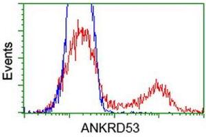Image no. 4 for anti-Ankyrin Repeat Domain 53 (ANKRD53) (AA 1-300) antibody (ABIN1490718) (ANKRD53 antibody  (AA 1-300))