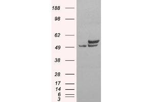 Western Blotting (WB) image for anti-Non-POU Domain Containing, Octamer-Binding (NONO) antibody (ABIN5926760) (NONO antibody)