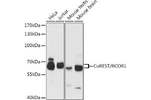 Western blot analysis of extracts of various cell lines, using CoREST/CoREST/RCOR1 antibody (ABIN6128626, ABIN6146830, ABIN6146831 and ABIN6216621) at 1:3000 dilution. (CoREST antibody  (AA 256-485))