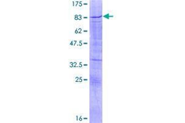 SOX30 Protein (AA 1-501) (GST tag)