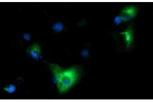Anti-HP mouse monoclonal antibody (ABIN2453136) immunofluorescent staining of COS7 cells transiently transfected by pCMV6-ENTRY HP (RC223612). (Haptoglobin antibody)