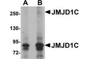 Western Blotting (WB) image for anti-Jumonji Domain Containing 1C (JMJD1C) (N-Term) antibody (ABIN1031424) (JMJD1C antibody  (N-Term))