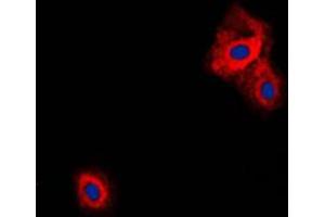 Immunofluorescent analysis of VGF staining in Raw264. (VGF antibody  (C-Term))
