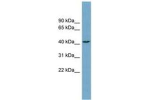 Image no. 1 for anti-DnaJ (Hsp40) Homolog, Subfamily C , Member 25 (DNAJC25) (AA 215-264) antibody (ABIN6743325) (DNAJC25 antibody  (AA 215-264))
