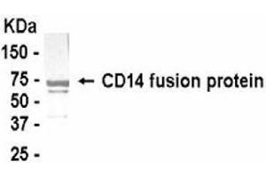 Western Blotting (WB) image for anti-CD14 (CD14) (AA 40-230) antibody (ABIN2467790) (CD14 antibody  (AA 40-230))