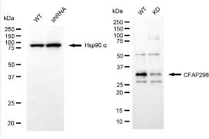 anti-CFAP298 antibody