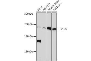 Western blot analysis of extracts of various cell lines, using PI4KA antibody (ABIN7269286) at 1:1000 dilution. (PI4KA antibody)