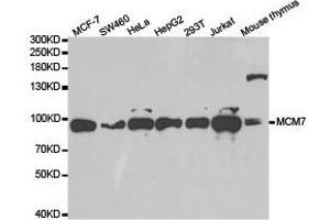 Western Blotting (WB) image for anti-Minichromosome Maintenance Complex Component 7 (MCM7) antibody (ABIN1873668) (MCM7 antibody)