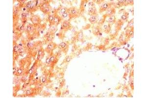 Mouse liver tissue was stained by anti-AdipoR2 (374-386) (Human) Antiserum (Adiponectin Receptor 2 antibody  (AA 374-386))