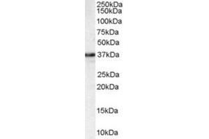 Western Blotting (WB) image for anti-N-Methylpurine-DNA Glycosylase (MPG) (C-Term) antibody (ABIN2465955) (MPG antibody  (C-Term))