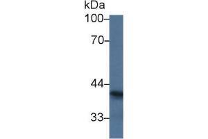 Rabbit Capture antibody from the kit in WB with Positive Control: Sample Human A549 cell lysate. (SIGLEC7 ELISA Kit)