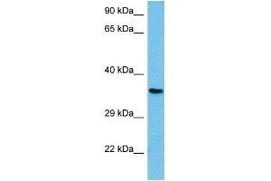 Western Blotting (WB) image for anti-Nuclear Transcription Factor Y, gamma (NFYC) (C-Term) antibody (ABIN2780913)