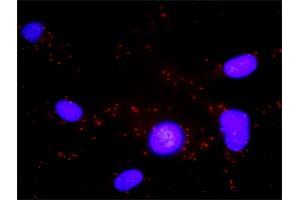 Proximity Ligation Analysis of protein-protein interactions between CXCR5 and GNAI2. (CXCR5 antibody  (AA 1-372))