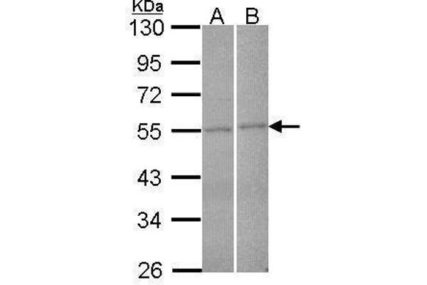 FBXL2 antibody  (N-Term)