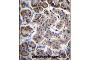 RPL15 Antibody (N-term) (ABIN656699 and ABIN2845932) immunohistochemistry analysis in formalin fixed and paraffin embedded human pancreas tissue followed by peroxidase conjugation of the secondary antibody and DAB staining. (RPL15 antibody  (N-Term))