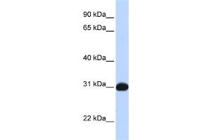 WB Suggested Anti-NR0B2 Antibody Titration:  0. (NR0B2 antibody  (N-Term))