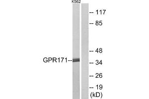Western blot analysis of extracts from K562 cells, using GPR171 antibody. (GPR171 antibody  (Internal Region))