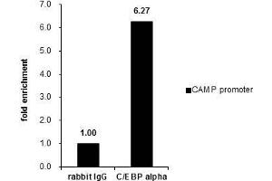 ChIP Image Cross-linked ChIP was performed with A549 chromatin extract and 5 μg of either control rabbit IgG or anti-C/EBP alpha antibody. (CEBPA antibody  (N-Term))