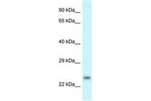 Image no. 1 for anti-rho Family GTPase 1 (RND1) (C-Term) antibody (ABIN6747628) (RND1 antibody  (C-Term))