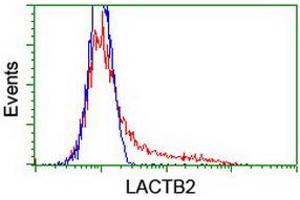HEK293T cells transfected with either RC201465 overexpress plasmid (Red) or empty vector control plasmid (Blue) were immunostained by anti-LACTB2 antibody (ABIN2454345), and then analyzed by flow cytometry. (LACTB2 antibody)