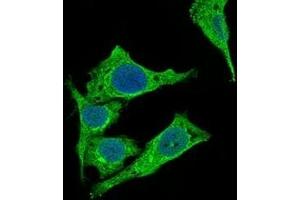 Immunofluorescence analysis of Hela cells using PDK2 mouse mAb (green).