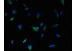 Immunofluorescence (IF) image for anti-Dopamine Receptor D5 (DRD5) (AA 361-477) antibody (ABIN7149470)