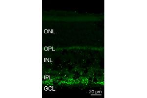 Indirect immunostaining of a PFA fixed mouse retina section (dilution 1 : 5000). (Synaptojanin 1 antibody  (Isoform 2))