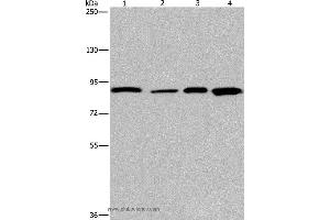 Western blot analysis of Mouse heart tissue and Hela cell, HUVEC cell and mouse skin tissue, using JUP Polyclonal Antibody at dilution of 1:1150 (JUP antibody)