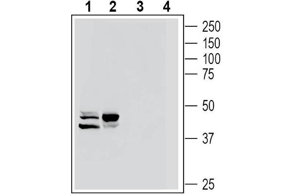 GPR77 antibody  (Extracellular)