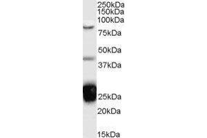 Western Blotting (WB) image for TIA1 Cytotoxic Granule-Associated RNA Binding Protein (TIA1) peptide (ABIN369553) (TIA1 Cytotoxic Granule-Associated RNA Binding Protein (TIA1) Peptide)