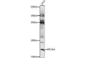 Western blot analysis of extracts of 293T cells, using RPL36A antibody (ABIN7270006) at 1:1000 dilution.